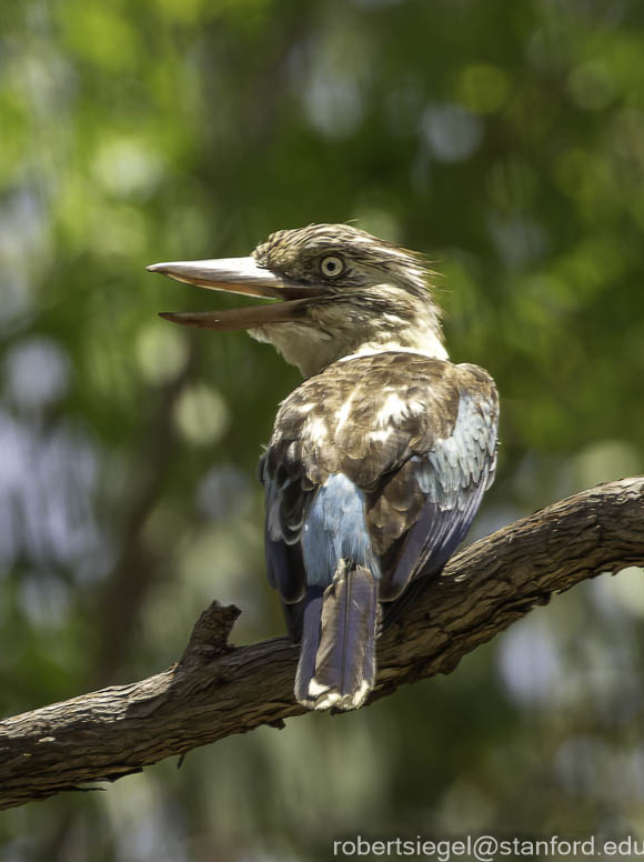 kakadu 2023